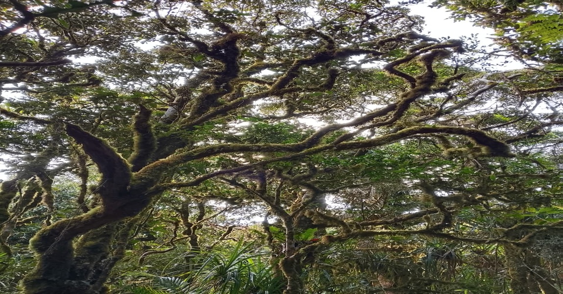 gambar_BANNER_1150x600